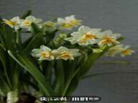 南京墨丘利家居有限公司
